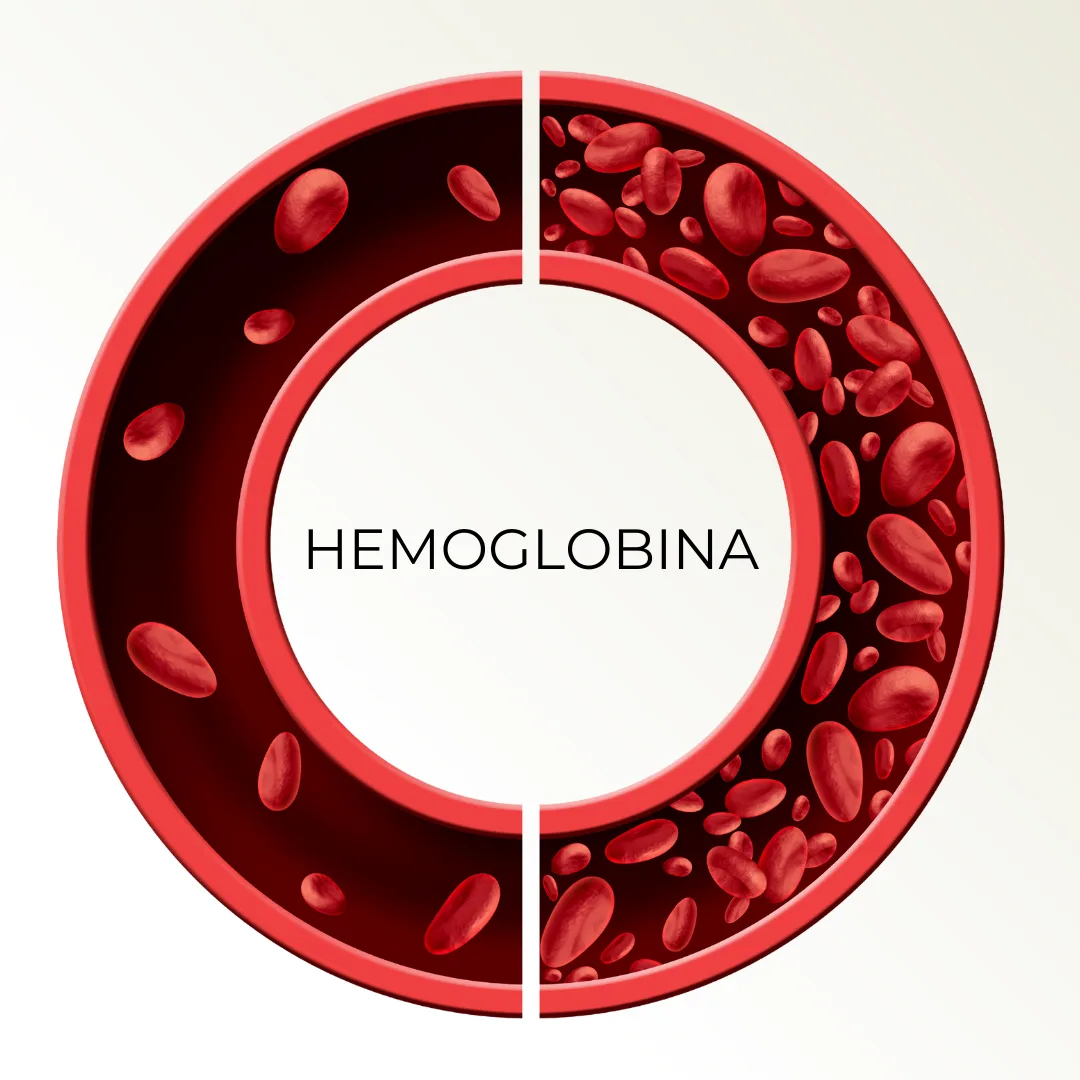Hemoglobina – co to jest, jakie badania wykonać i ile kosztuje badanie hemoglobiny?